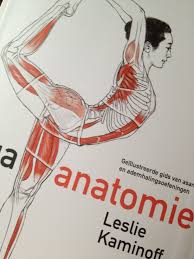 Yoga Anatomie Yoga Anatomie Anatomie Yogaposes