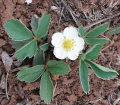 Image result for Fragaria