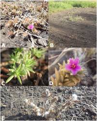 Image result for Portulaca foliosa