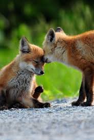 Fox Beautiful Animal Photography Helpful Inspiration To Support Lessons And On How To Have True Loving Relationships In You Animals Cute Animals Baby Animals