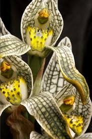 Esta planta liliácea recibe el nombre científico de tricyrtis hirta, es originaria de japón que crece cerca de las orillas de ríos y mares. 32 Ideas De Orquideas Chilenas Orquideas Flores Orquideas Exoticas