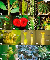 Flowers classification via deep learning. Euphorbiaceae An Overview Sciencedirect Topics