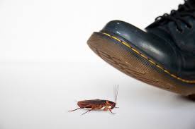 Start Offering Pest Control Services In 7 Steps Godaddy Blog