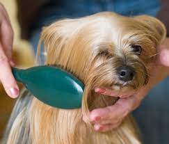 Am I A Bad Dog Owner If I Don T Brush My Long Haired Dog S Coat