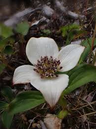 Image result for Cornaceae