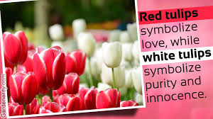 What different tulip colours mean. Meanings Of The Different Colors Of Tulips You Weren T Aware Of Gardenerdy