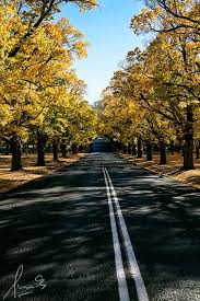 Elm Avenue Armidale Nsw Country Roads New South Wales South Wales