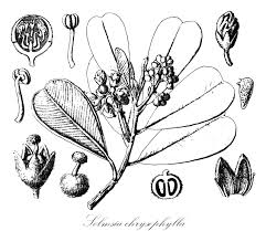 Image result for Synandrodaphne paradoxa