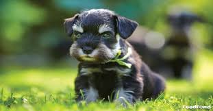 Miniature Schnauzer Puppy Feeding Grooming Training