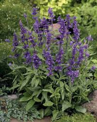 Image result for Salvia farinacea