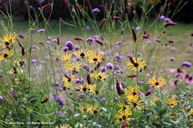 Check spelling or type a new query. 35 Toronto Botanical Garden Rudbeckia Subtomentosa Henry Eilers With Sanguisorba Tenuifolia Purpurea Janet Davis Explores Colour