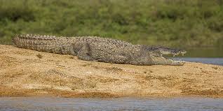 How Fast Can A Crocodile Run? Faster Than Most People!
