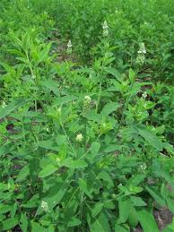 Image result for Sphenocleaceae