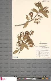 Image result for Boscia matabelensis