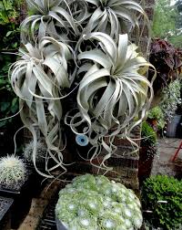 How Many Times Have You Watched Your Favorite Movie Right That S Why I Can Never Get Enough Of This Garden Air Plants Plants Air Plants Care