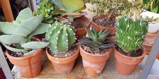 Choose wisely and they will look awesome with your cactus plants. Cotton Buds And Spray Bottles How To Care For Your Houseplants This Winter Garden Museum