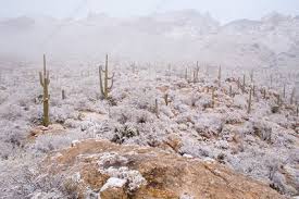 Some guys have all the luck. Rare Desert Snow On Saguaro Cactus Stock Image C003 7593 Science Photo Library