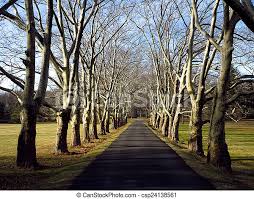 An allee of pear trees line the entry drive photo of a traditional driveway in new york. Tree Lined Driveway A Paved Driveway Lined In Old Sycamore Trees Canstock