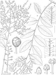 Image result for Embelia ruminata