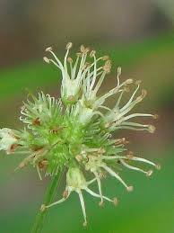 Image result for Sanicula