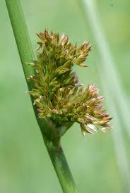 Image result for Juncus lomatophyllus