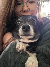 Raising monarch butterflies update