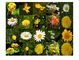 Image Category Classification Using Deep Learning