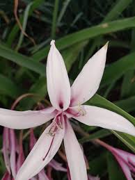 Two years from seed; C.bulbispermum x C.pedunculatum