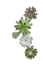 Succulents Clip Art Free 1200x1800 Wallpaper Teahub Io Download all background images for free. succulents clip art free 1200x1800