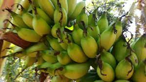 Pisang emas dibawa belayar, masak sebiji di atas peti, hutang emas boleh dibayar, hutang budi dibawa mati. Pokok Pisang Emas Dibawa Belayar Youtube