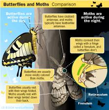 What S The Difference Between Moths And Butterflies Moth Vs Butterfly Moth Butterfly