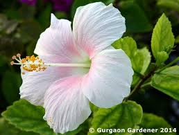 Dalila Guzman Adli Kullanicinin Hibiscus Flowers Jaba Panosundaki Pin Cicek Resimler Bahce