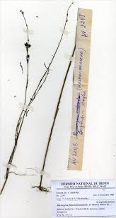 Image result for Micrargeria