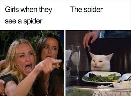 Turns Out The Pawsome Cat From Woman Yelling At A Cat Meme Is Named Smudge And His Instagram Is Adorable Funny Memes Funny Pictures Funny