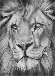 Pin Di Chris Nichols Su Disegni Disegni Realistici Disegno Di Leone Disegno Leone