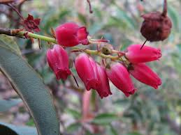Image result for Agarista salicifolia