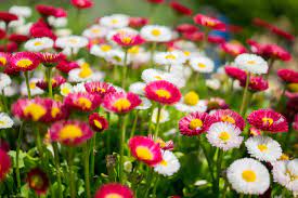 Flower nature spring rose bloom blossom garden plant flora flowers. Summer Flowers Free Stock Photo