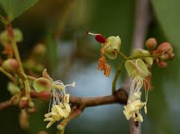 Image result for Colophospermum