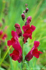 Wild Snapdragon Antirrhinum Majus I Love The Idea Of Growing The Wild Ancestors Of Common Garden Flowers Right Next To Plant Zones Flower Garden Perennials
