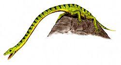 Image result for Tanystropheus