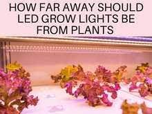 Maybe you would like to learn more about one of these? How Far Away Should Led Grow Lights Be From Plants Greenhouse Today