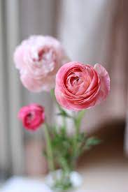Singapore florist is truly the 24/7 florist since they operate 7 days a week, 24 hours a day and ships flowers even during public holidays. Finding Ranunculus In Singapore Flowers Bouquet Gift Flowers For Algernon Wholesale Flowers