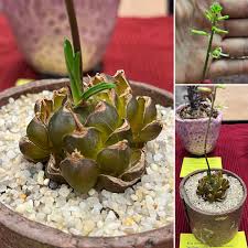 Image result for Drimia