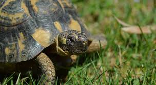 How Big Do Greek Tortoises Get Turtle Owner