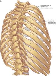 Yet, the ribs and rib cage are also flexible enough to expand and contract as the lungs fill and in this article, learn more about the number of ribs humans have, what their function is, and whether women. The Anatomy Of The Ribs And The Sternum And Their Relationship To Chest Wall Structure And Function Sciencedirect