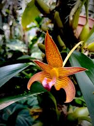 Image result for Bulbophyllum schinzianum