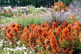 Image result for Celosia elegantissima