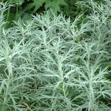 This plant has a preference for dry in terms of types planted for their foliage, 'silver king' artemisia (a. Artemisia Ludoviciana Silver Queen Dorset Perennials