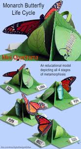 Monarch Butterfly Life Cycle Mini Quadrama Educational Paper Etsy In 2020 Butterfly Life Cycle Life Cycles Butterfly Life Cycle Craft