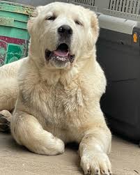 Image result for Alafia orientalis